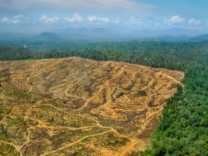 deforestation-a-borneo-pour-l-exploitation-de-l-huile-de-palme
