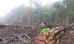 deforestation1